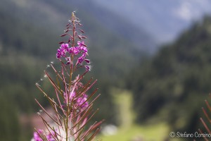 cascata del toce-0084