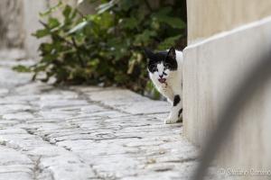 estate 2015-0098