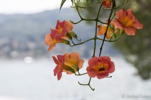 isole borromee 2015-0036