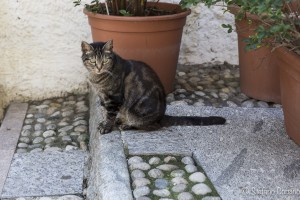 isole borromee 2015-0051