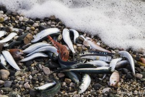 Noli - Pescato troppo giovane