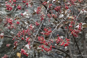 Frutti sconosciuti