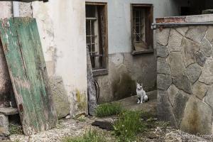 Gatto