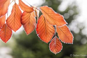 Foglie rosse in trasparenza