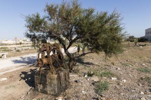 Trapani - Albero