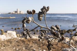 Trapani - Pianta bruciata dal sole