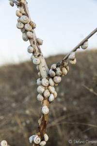 Erice - Pianta invasa dalle lumache