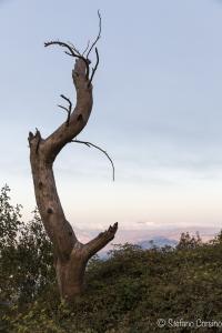 Erice - Resti di un albero