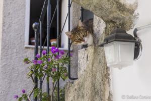Erice - Gatto da guardia