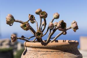 Erice - Pianta in vaso