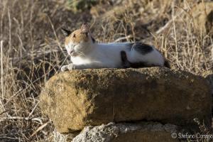 Agrigento - Gatto al sole