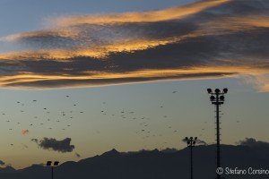 torino raw 1-0357
