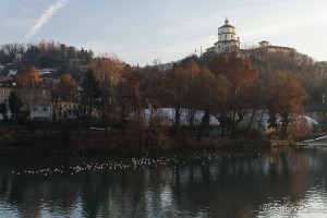 torino raw 1-0375