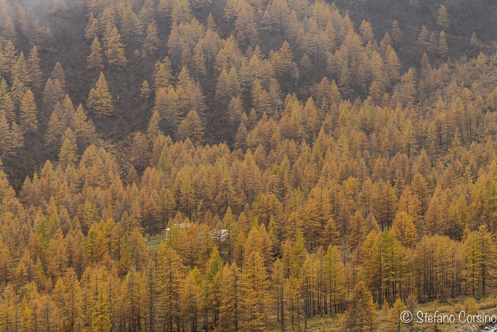 Pian della Mussa